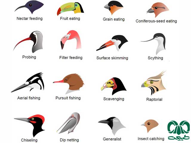 شناسایی پرندگان